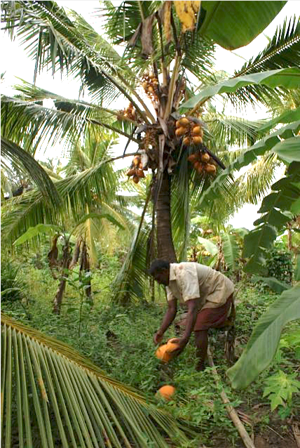 Sourcing Organic Coconut