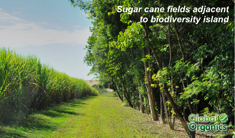 Biodiversity Island Cane Sugar