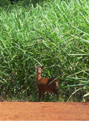 Deer in the Sugar Cane