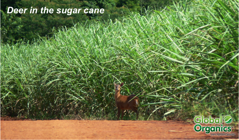 Biodiversity Deer in Organic Cane Sugar