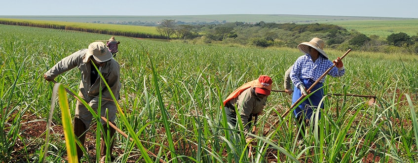 Sugar Cane Farmers