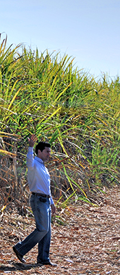 Natíve Green Cane Project shows that regenerative organic can succeed at scale