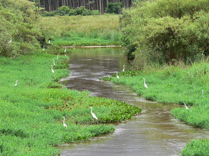 River with egrets