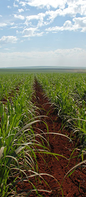 GMO sugarcane: “Bad for the environment, soil and human health”