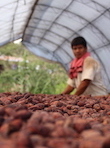 Fair Trade Chocolate