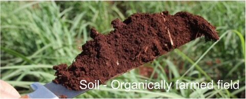 soil  - organically farmed field