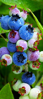 Organic Wild Blueberry Purée