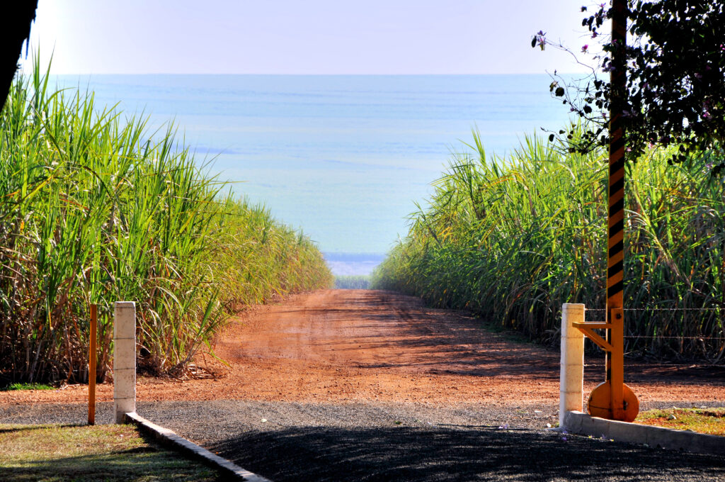 Expansive view of sugar cane fields.