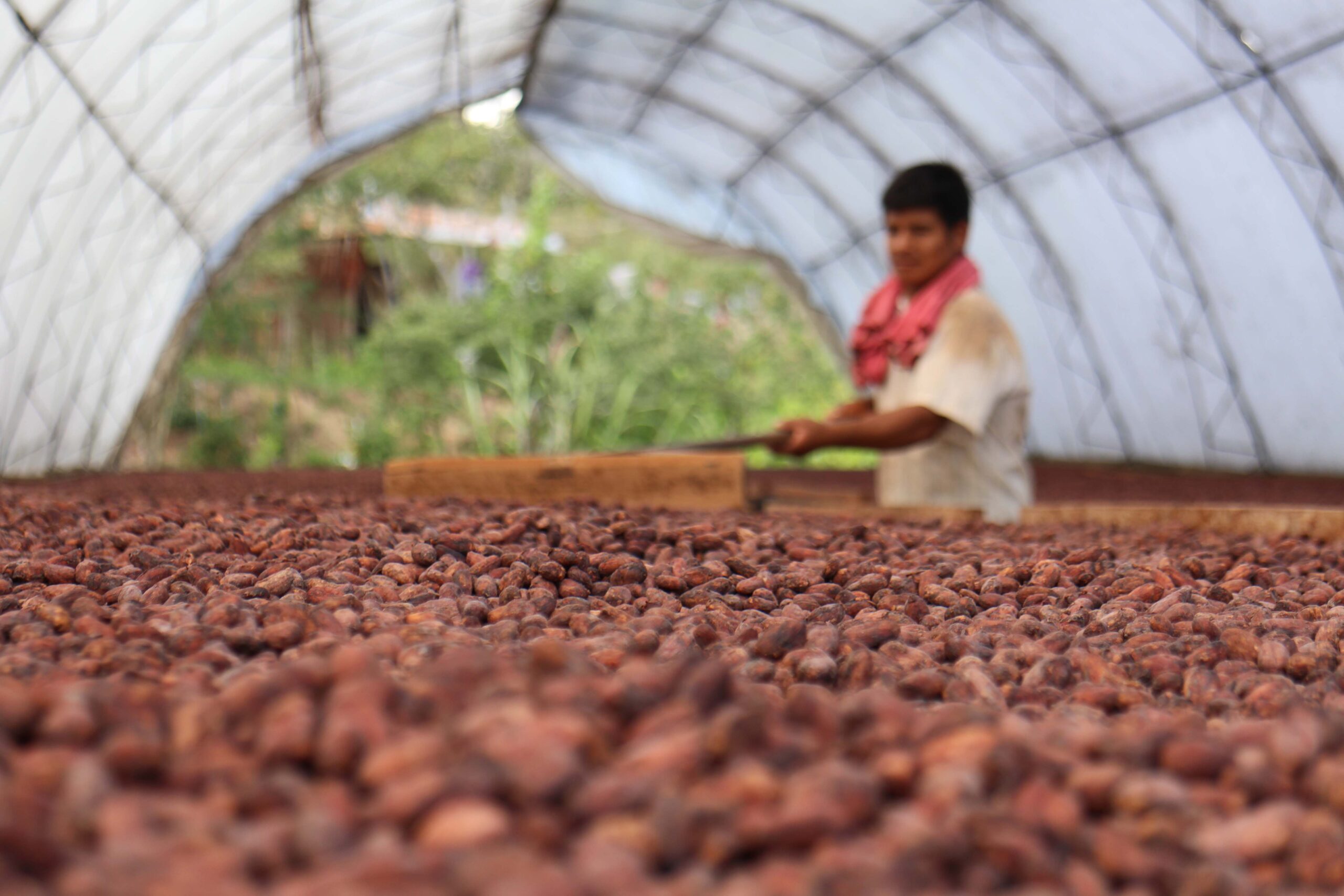 Cocoas and Extenders: Delicious Options for Consumers